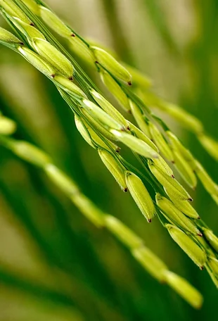Sona Masoori Rice Manufacturers in India