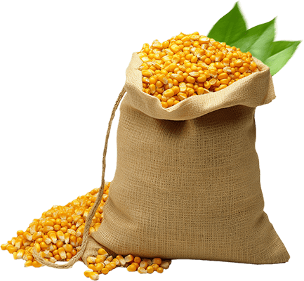 Pusa Basmati Exporters in India