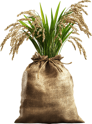Basmati Rice Exporters in India